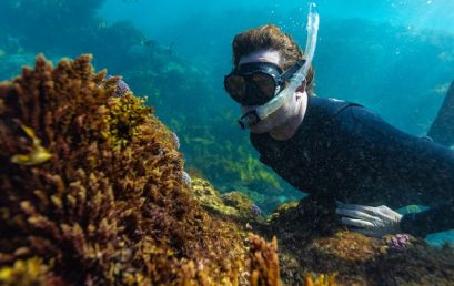 WA seaweed startup Fremantle Seaweed receives $4 million in funding