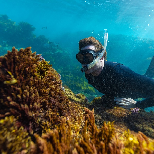 WA seaweed startup Fremantle Seaweed receives $4 million in funding