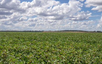 Innovation program to grow new solutions to improve global plant health and food security