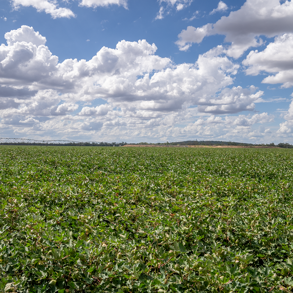 Innovation program to grow new solutions to improve global plant health and food security